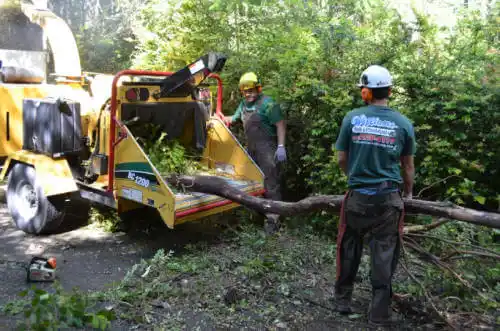 tree services Belle Glade